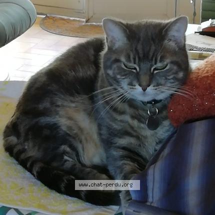 Foto 1/1 Gypsie Chat perdido en Nouziers