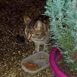 Foto de gato encontrado en Breviandes