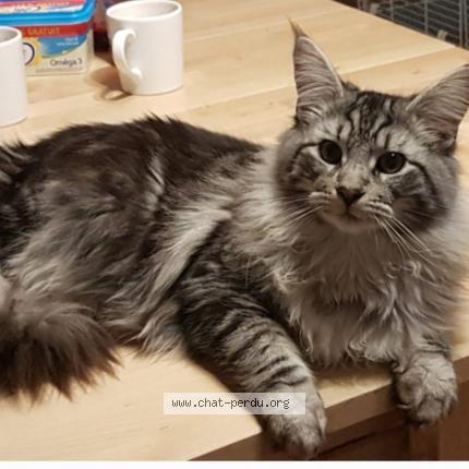 Foto 1/1 Gysmo Chat perdido en Belin beliet