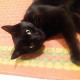 Foto del gato perdido en Issoudun