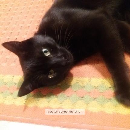 Foto 1/1 &Eacute;b&egrave;ne Chat perdido en Issoudun