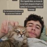 Foto del gato perdido en Angers