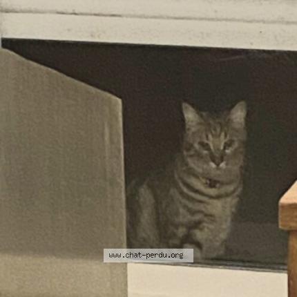 Foto 1/1 Gato encontrado Encontrado en Livry gargan