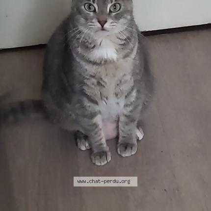 Foto 1/1 Olya Chat perdido en Clermont ferrand