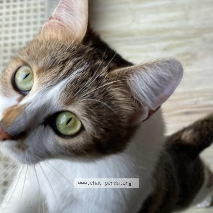 Foto 1/1 JOCE Chat perdido en Saint brice sous foret