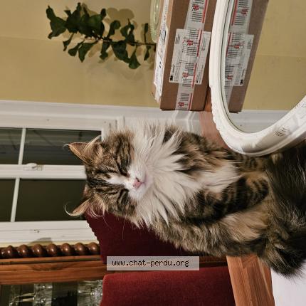 Foto 1/1 Sushi Chat perdido en Cerons