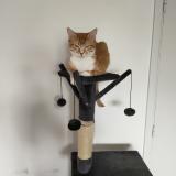 Foto del gato perdido en Cuisery