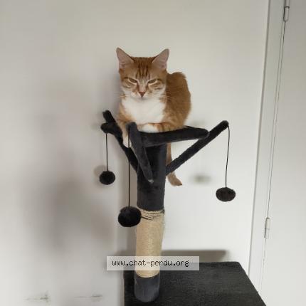 Foto 1/1 oika Chat perdido en Cuisery