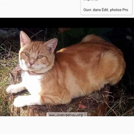 Foto 1/2 Pitchounet Chat perdido en Labouheyre