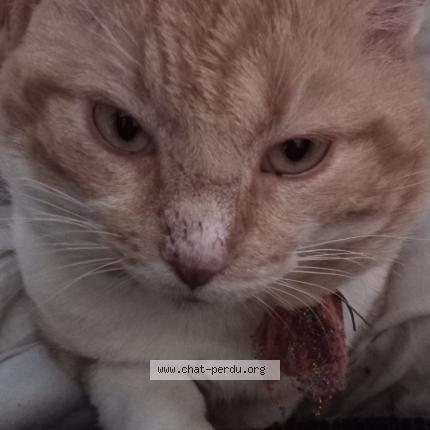 Foto 2/2 Pitchounet Chat perdido en Labouheyre