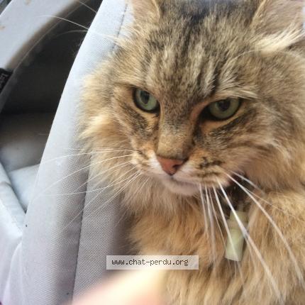 Foto 1/1 Moka Chat perdido en Rueil malmaison