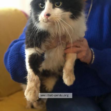 Foto 1/1 Gato encontrado Perdido en St julien de l herms