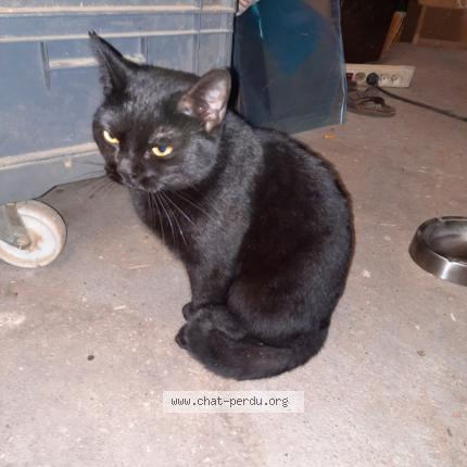 Foto 1/1 Gato encontrado Encontrado en Grenoble