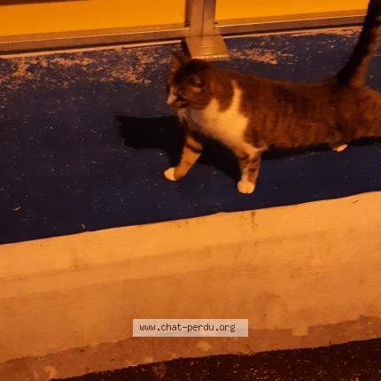 Foto 1/1 Gato encontrado Perdido en Dole