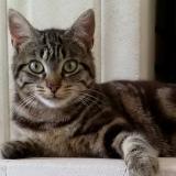 Foto del gato perdido en Creon