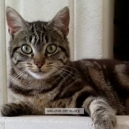 Foto 1/1 Fauve Chat perdido en Creon