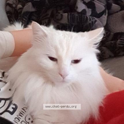 Foto 1/1 Iron Chat perdido en Teloche