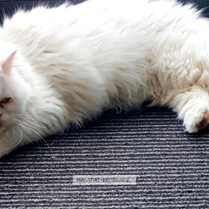 Foto 1/1 Cleo Chat perdido en Ribeauville