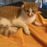 Foto del gato perdido en Feyzin