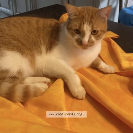 Foto 1/1 Billy Chat perdido en Feyzin