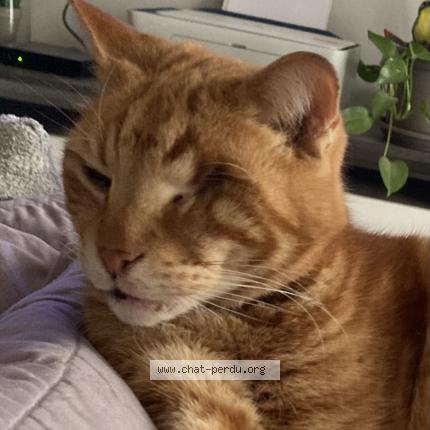 Foto 1/2 Browni Chat perdido en Avignon