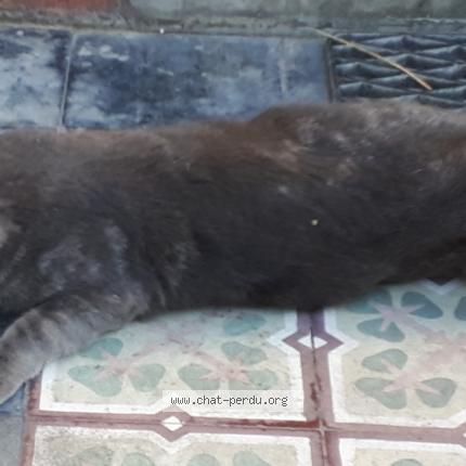 Foto 1/1 Sasha Chat perdido en Montargis