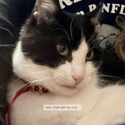 Foto 1/1 Rafale Chat perdido en Bouaye