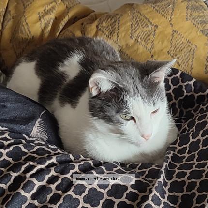 Foto 1/1 Mouchou Chat perdido en Valenciennes