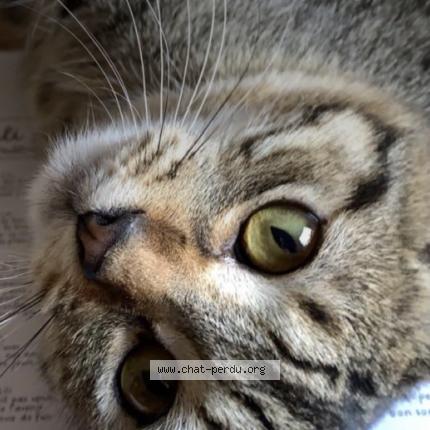 Foto 1/1 Agathe Chat perdido en Notre dame de la merci