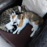 Foto del gato perdido en Saint Barthelemy D Anjou