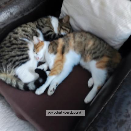 Foto 1/1 sidonie Chat perdido en Saint barthelemy d anjou