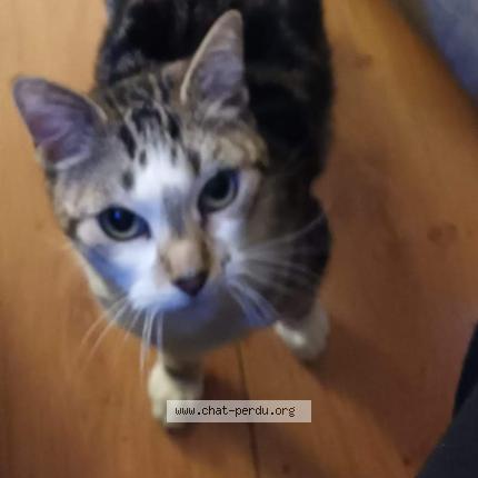 Foto 1/1 Gato encontrado Perdido en Saintes