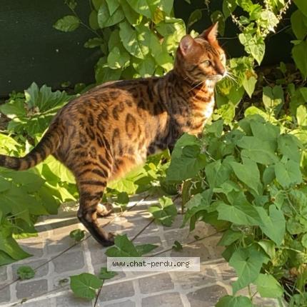 Foto 1/1 Ooppss Chat perdido en Guyancourt