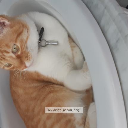 Foto 1/1 Natalia Da Cruz Martins Chat perdido en La cote st andre