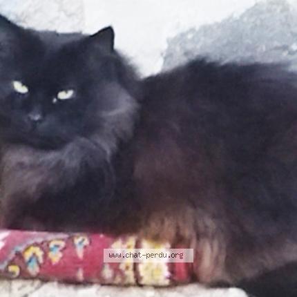 Foto 1/1 ORUS Chat perdido en Laveissiere