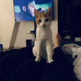 Foto del gato perdido en Givet