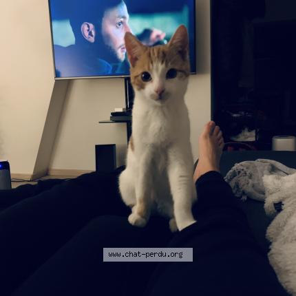 Foto 1/1 Tommy Chat perdido en Givet