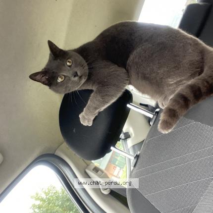 Foto 1/1 Poupoucha Chat perdido en Saint medard d eyrans