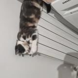 Foto del gato perdido en Les Grandes Ventes