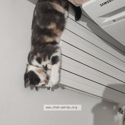 Foto 1/1 Toudoudou Chat perdido en Les grandes ventes