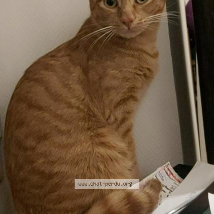 Foto 1/1 Caramel Chat perdido en Taninges