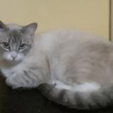 Foto del gato perdido en Montussan