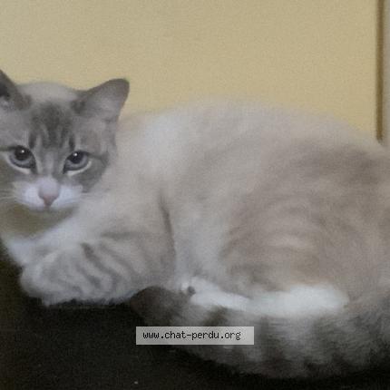 Foto 1/1 Romy Chat perdido en Montussan