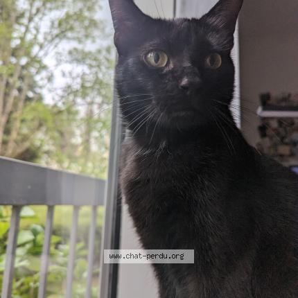 Foto 1/1 Appollon Chat perdido en Toulouse