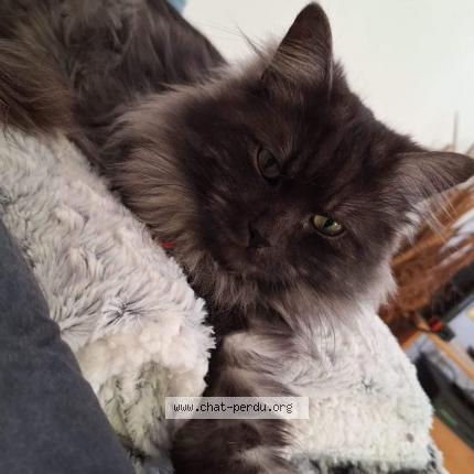 Foto 1/1 Ragnar Chat perdido en Livron sur drome