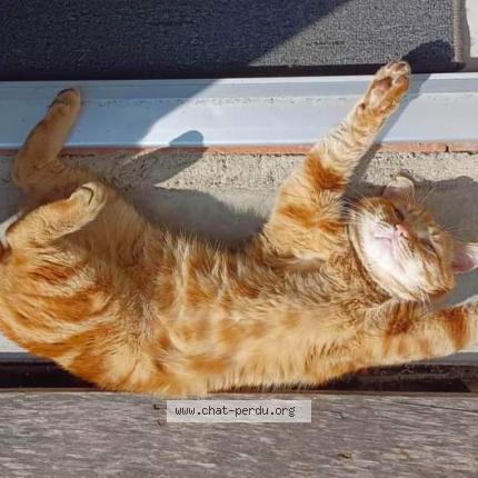 Foto 1/1 Gary Chat perdido en Chassiers