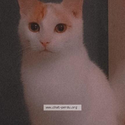 Foto 1/1 Gato encontrado Perdido en Hirson