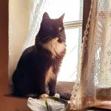 Foto del gato perdido en Puimoisson