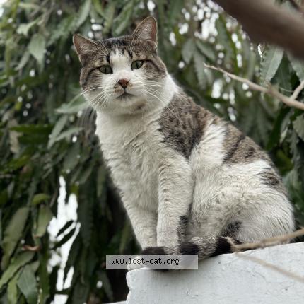 Foto 1/1 Sebastian Chat perdido en Lahore