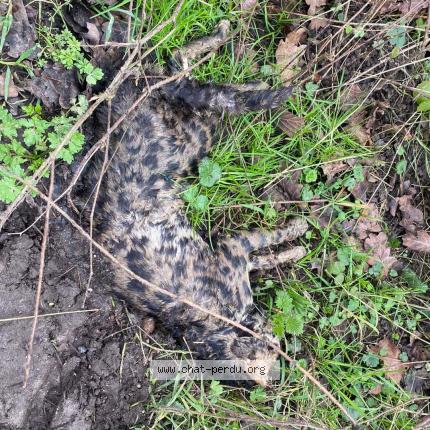 Foto 1/1 Gato encontrado Encontrado en Montigny sur loing